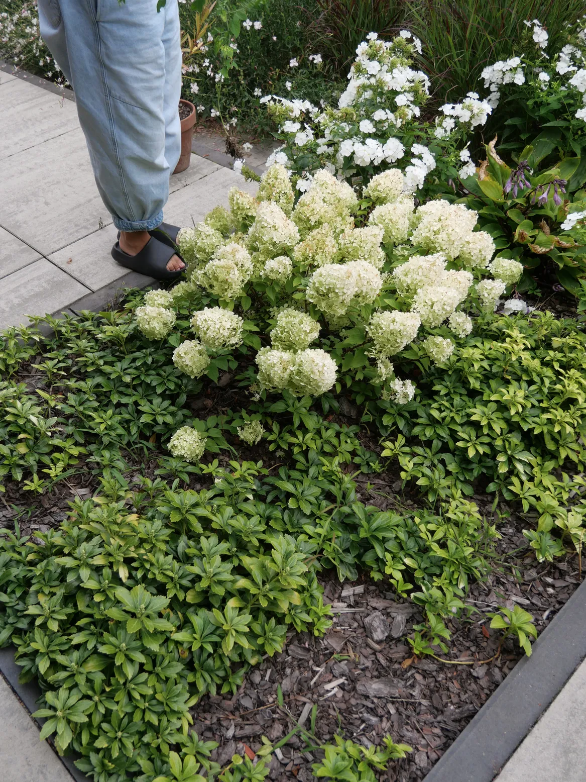Rabata z runianką japońską i hortensją ściółkowana korą.