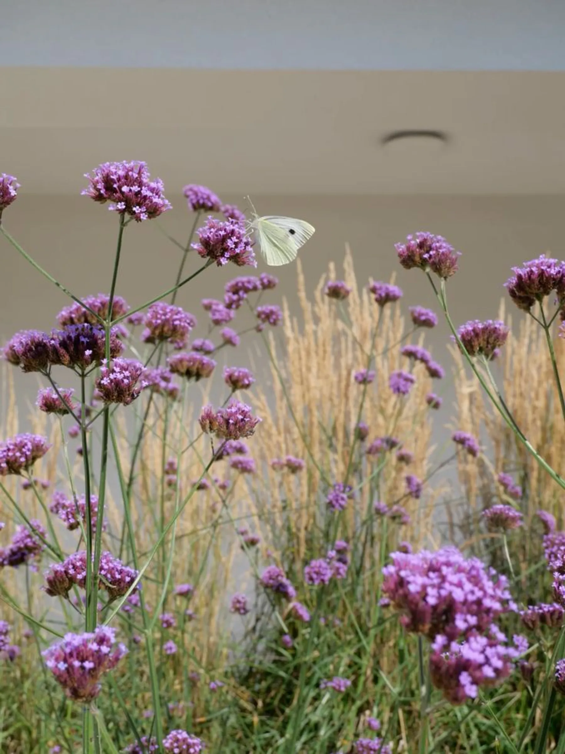 Główne zdjęcie dla Ogród rodzinny w Bierkowie