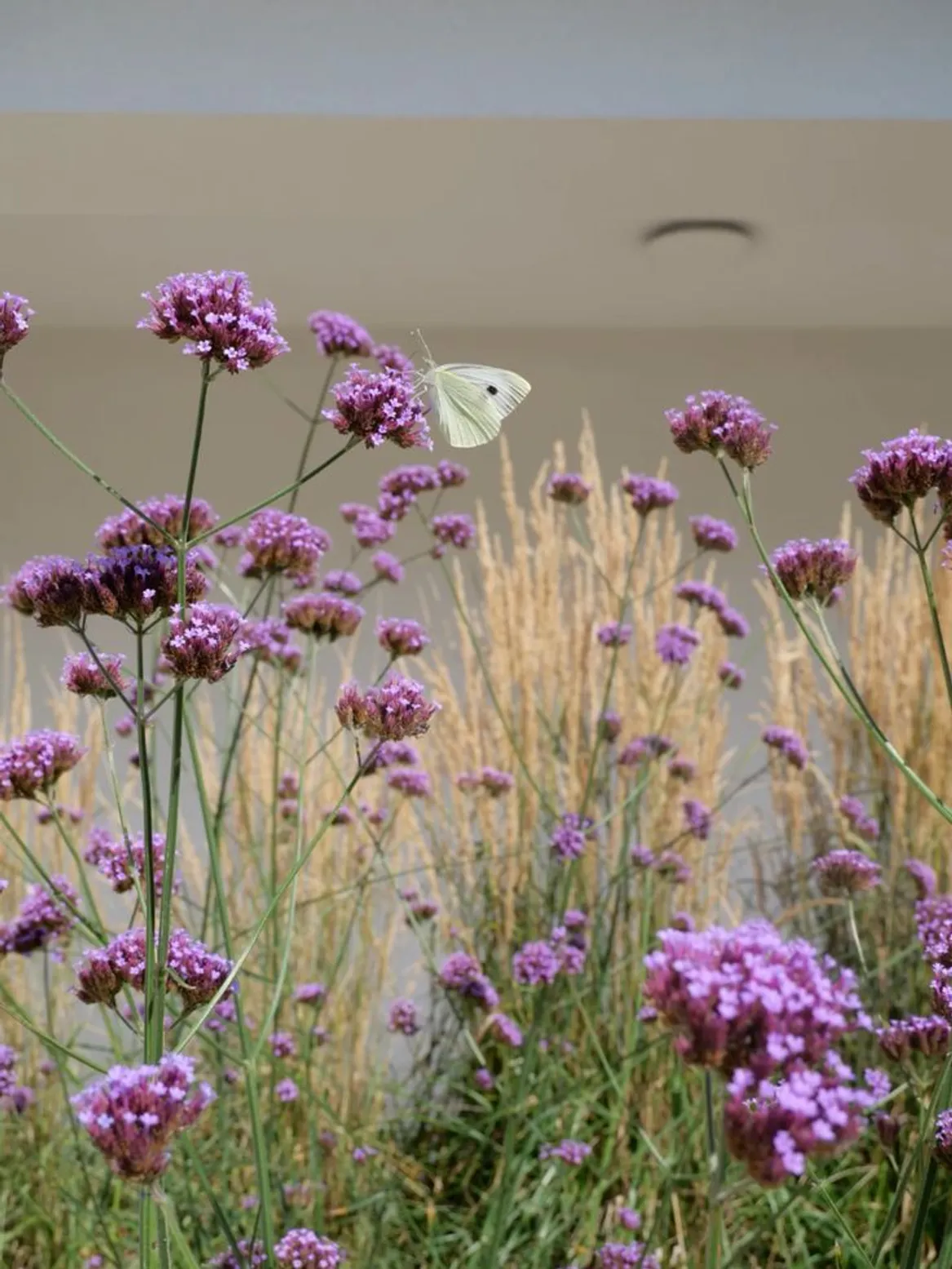 Rabata przed domem z trzcinnikiem ostrokwiatowym i werbeny patagońskiej.