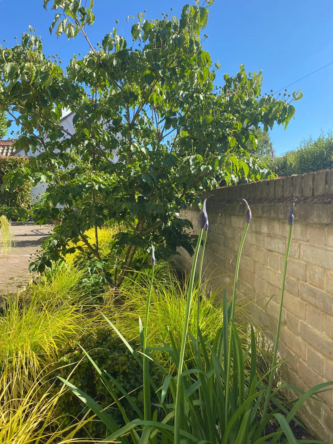 Rabata frontowa z dereniem kousa, rozplenicą hameln gold, czosnkami i agapantami.