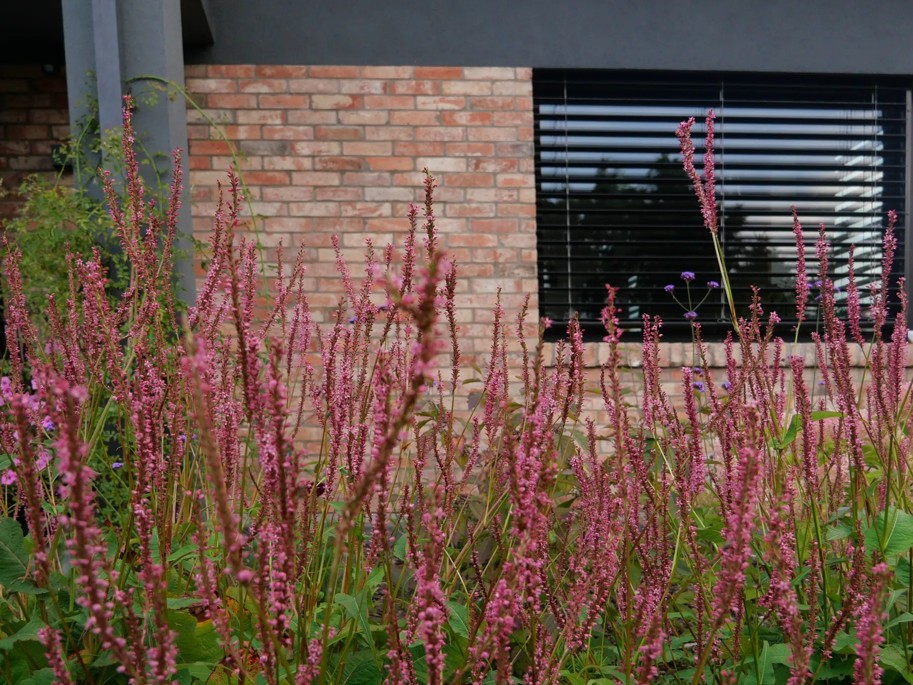 Główne zdjęcie dla Sielski ogród w Siemianicach koło Słupska