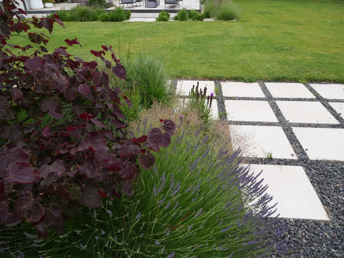 Judaszowiec z lawendą wąskolistną. Ścieżka z kwadratowych płyt tarasowych, ułożona nieregularnie