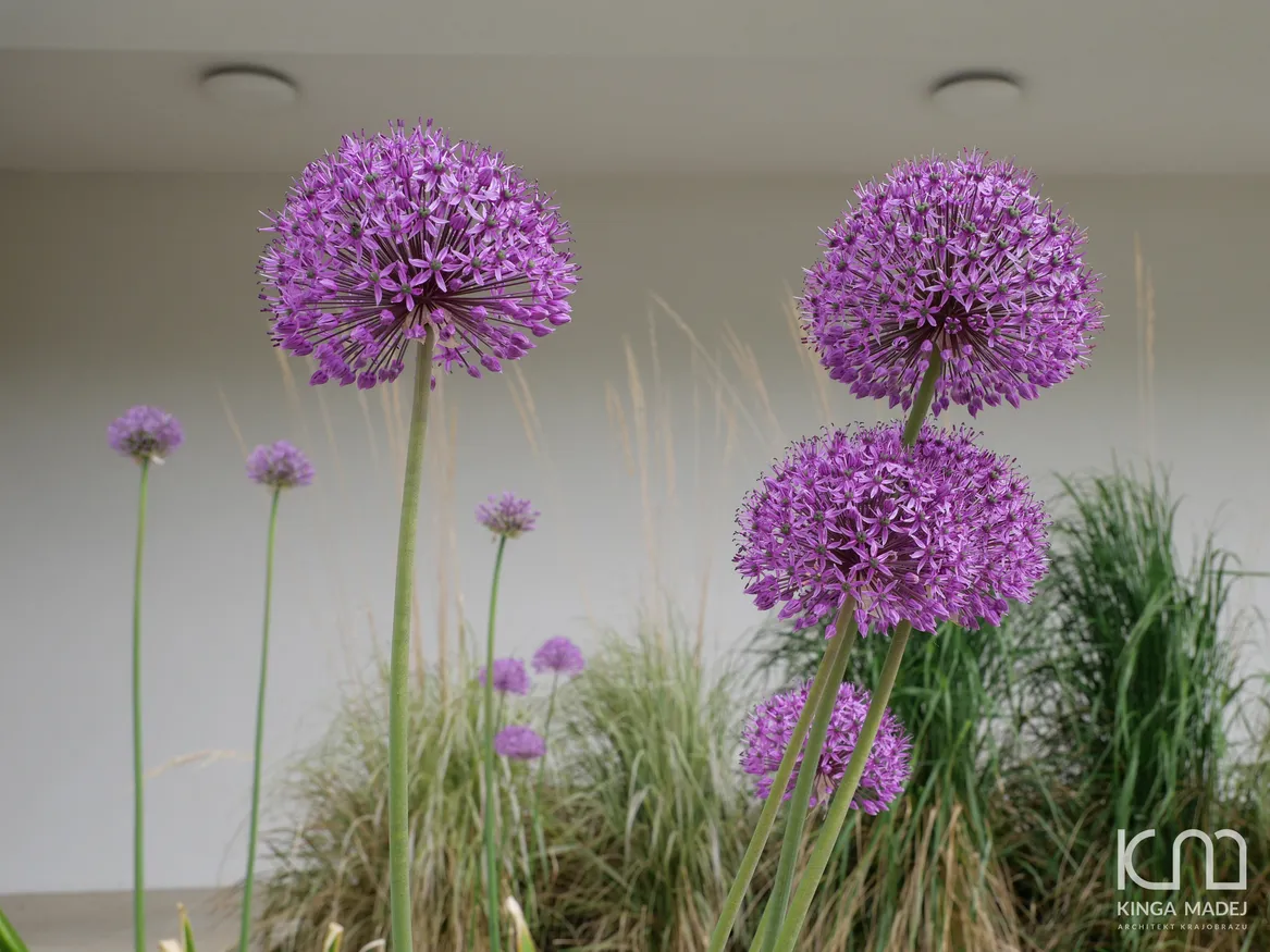 Wejście do domu ozdobione fioletowymi czosnkami olbrzymimi