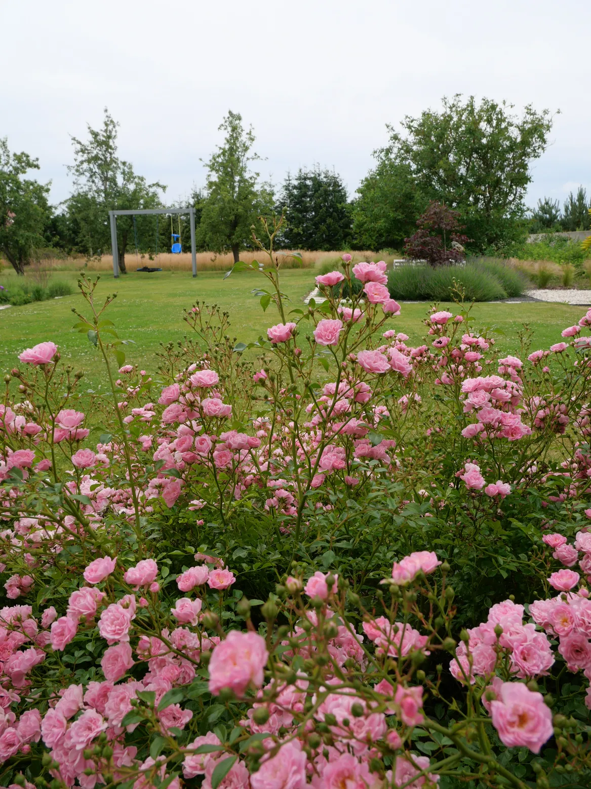 Widok na tył ogrodu i trawnik rekreacyjny. Na pierwszym planie obszerna rabata z różą ‘The Fairy’