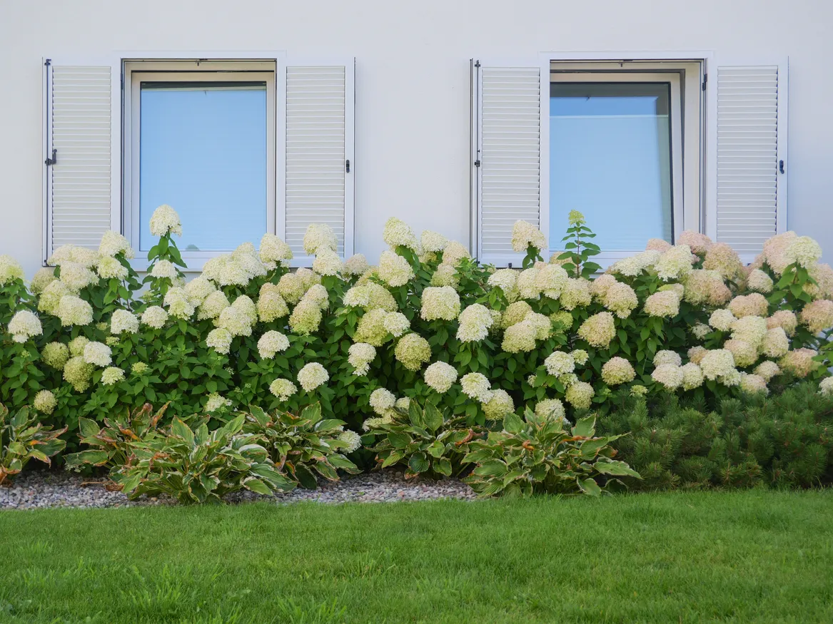 Białe hortensje pod oknami tworzące zieloną ścianę.