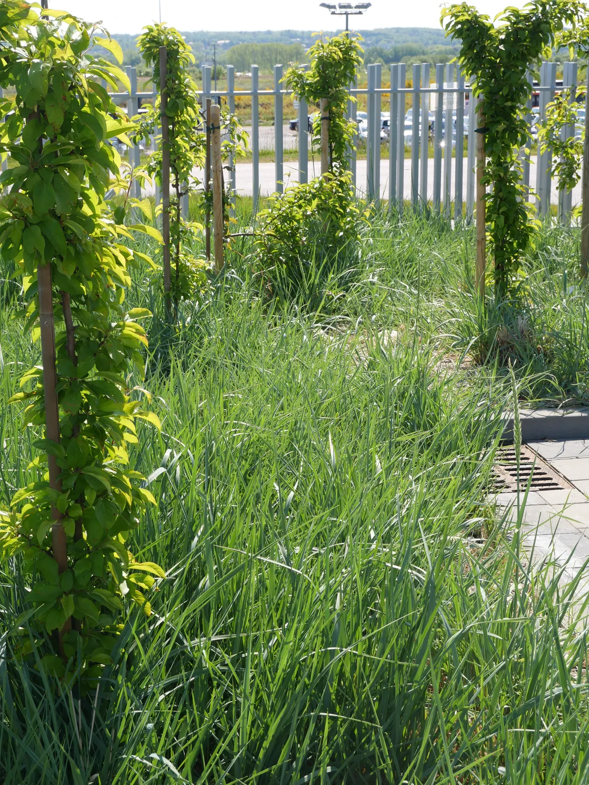 Główne wejscie do biurowca. Wydmuchrzyca piaskowa i rajskie jabłonie.