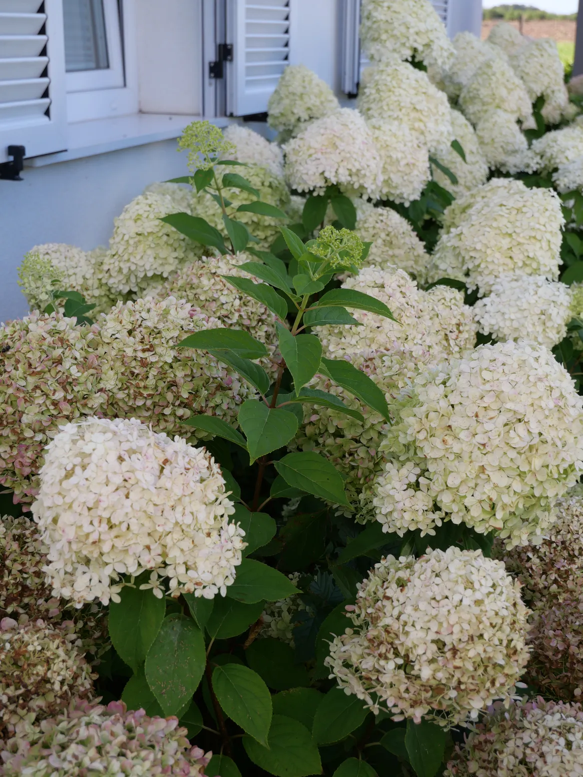 Zbliżenie na hortensje.