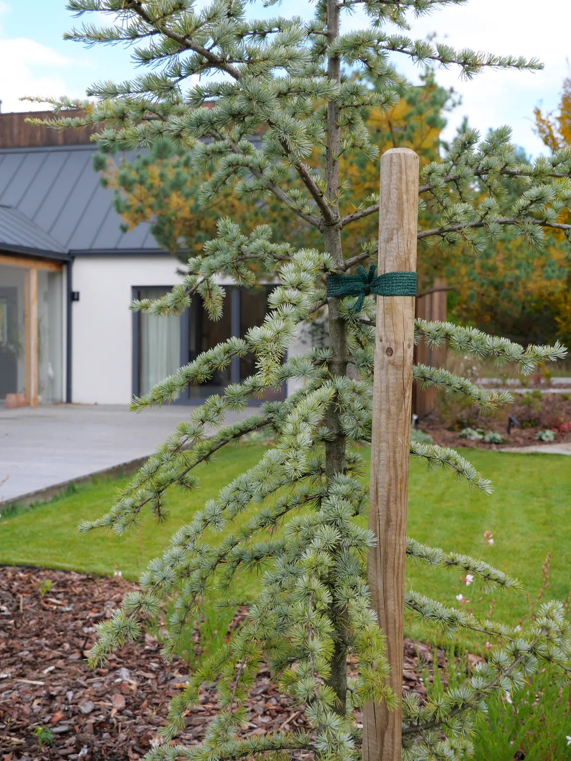 Cedr w części przedogródka w Lubiatowie.