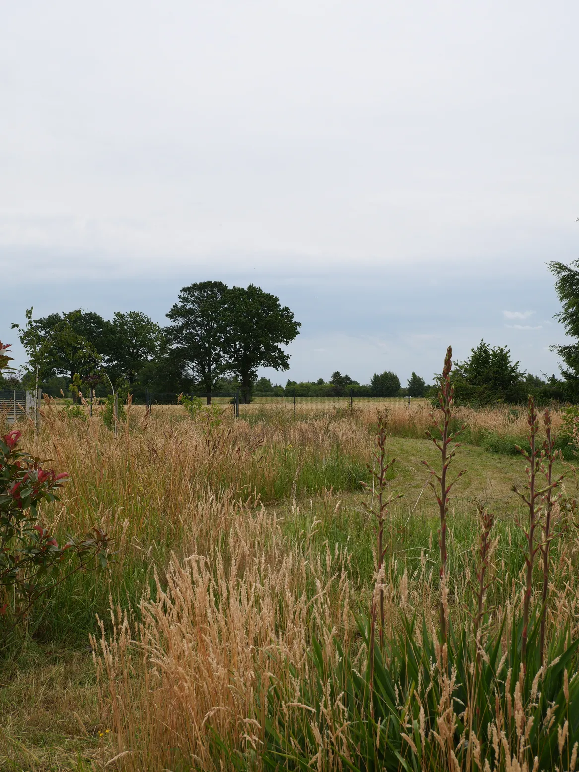 Strefa naturalistyczna z łąką, widok na krajobraz.