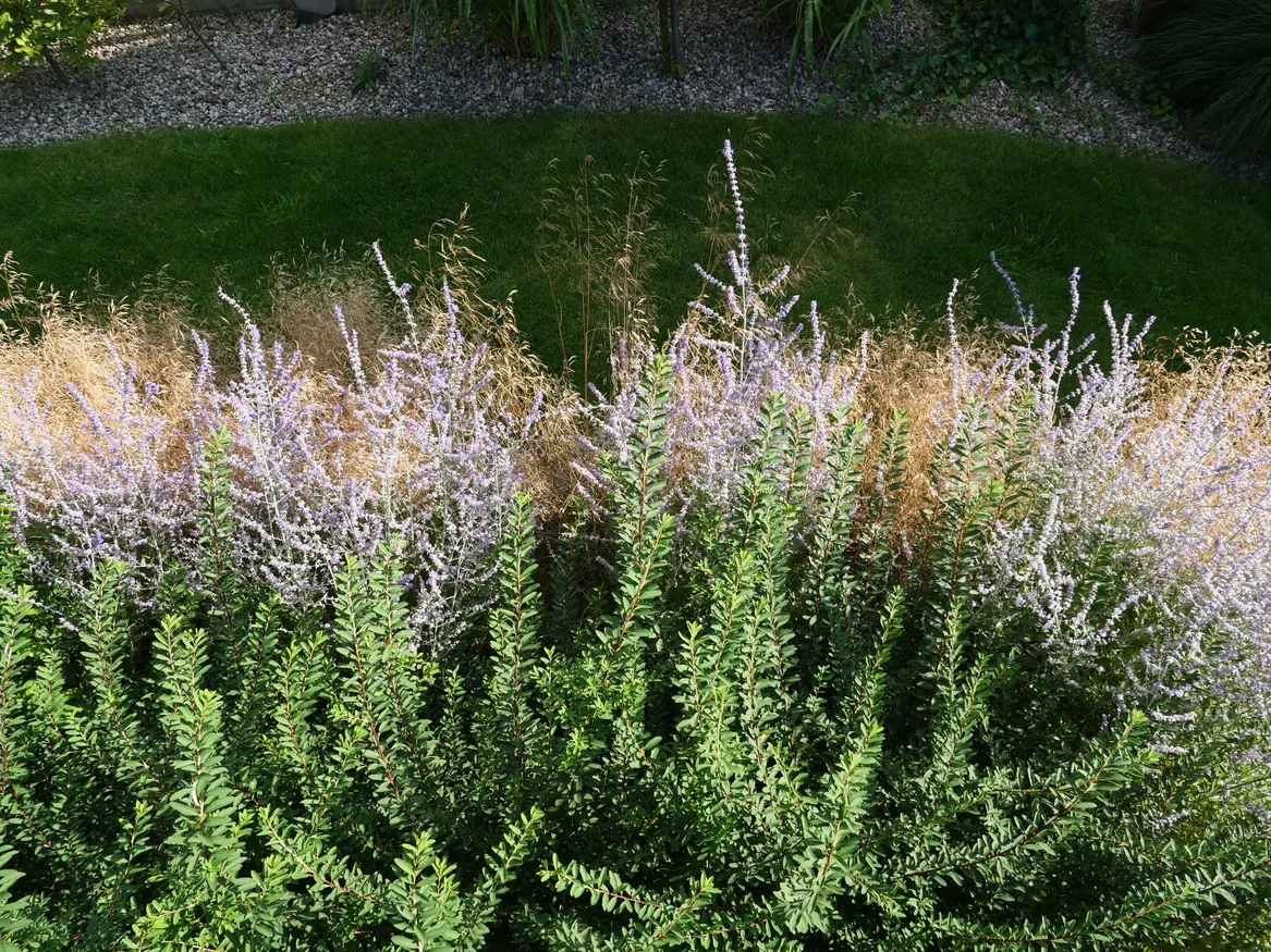 Śmiałek z tawułą wczesną i perovskią. Trawnik z rolki.