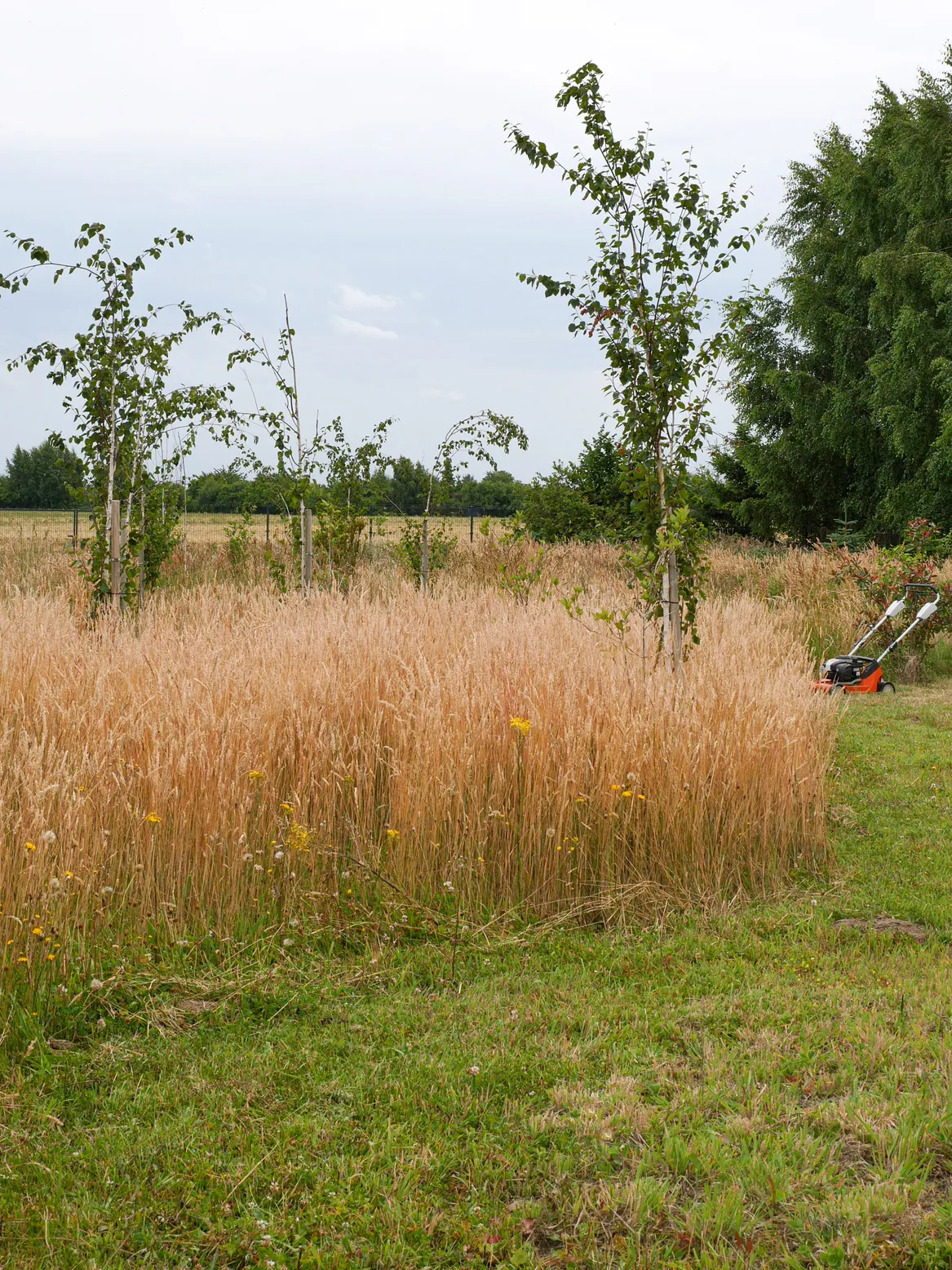 Brzozy pożyteczne posadzone w łące naturalistycznej.
