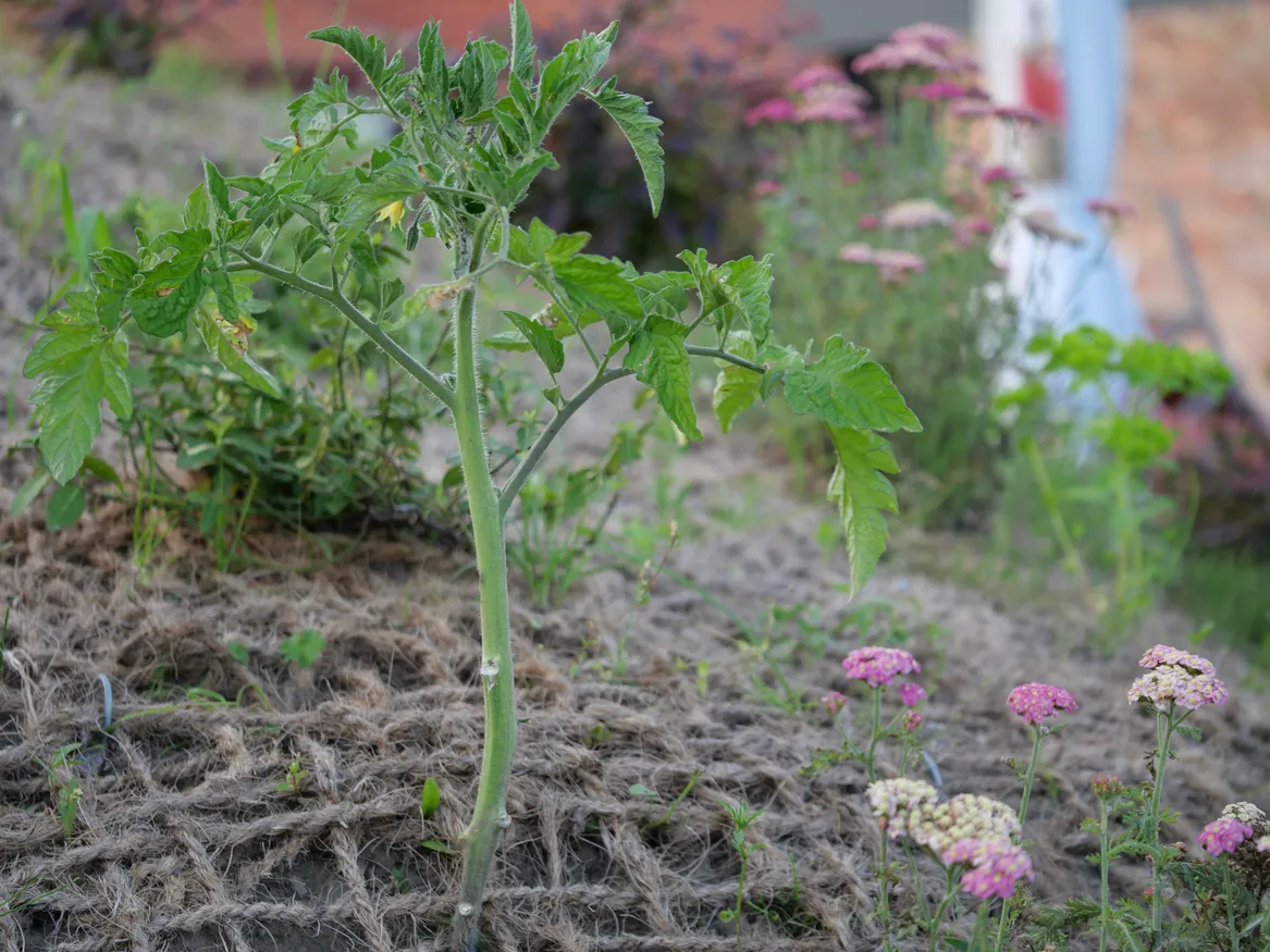 Pomidor na skarpie ziemianki