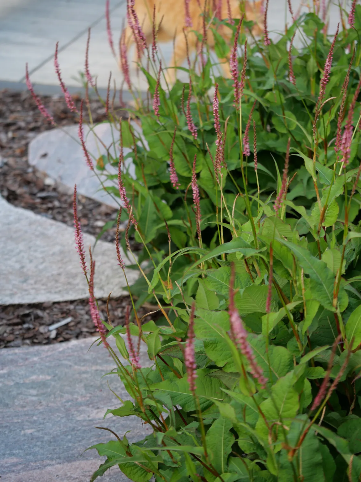 Rdest i ścieżka z kamienia