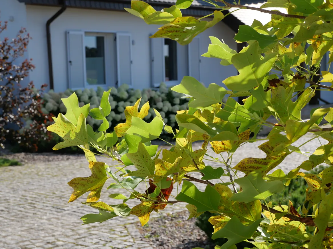 Tulipanowiec przy głównym wjeździe.