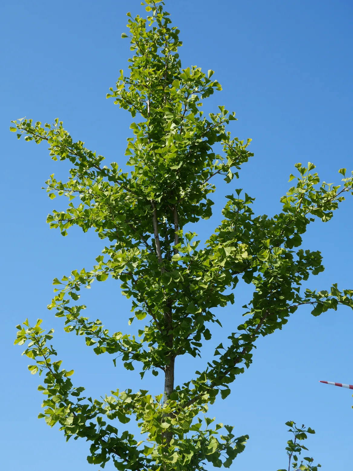 Miłorząb dwuklapowy