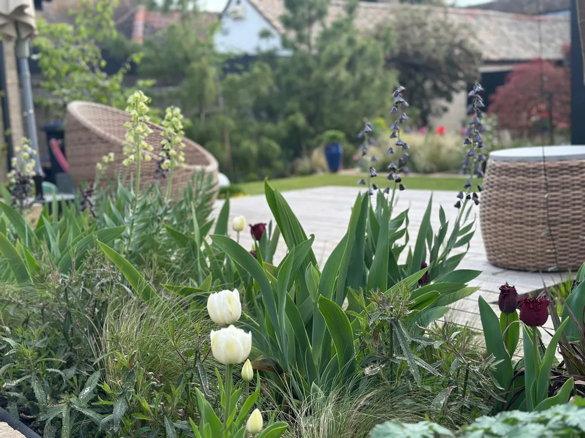 Donica z nasadzeniami wczesnowiosennymi, połączenie białych i bordowych tulipanów z szachownicą perską (Fritilarią)