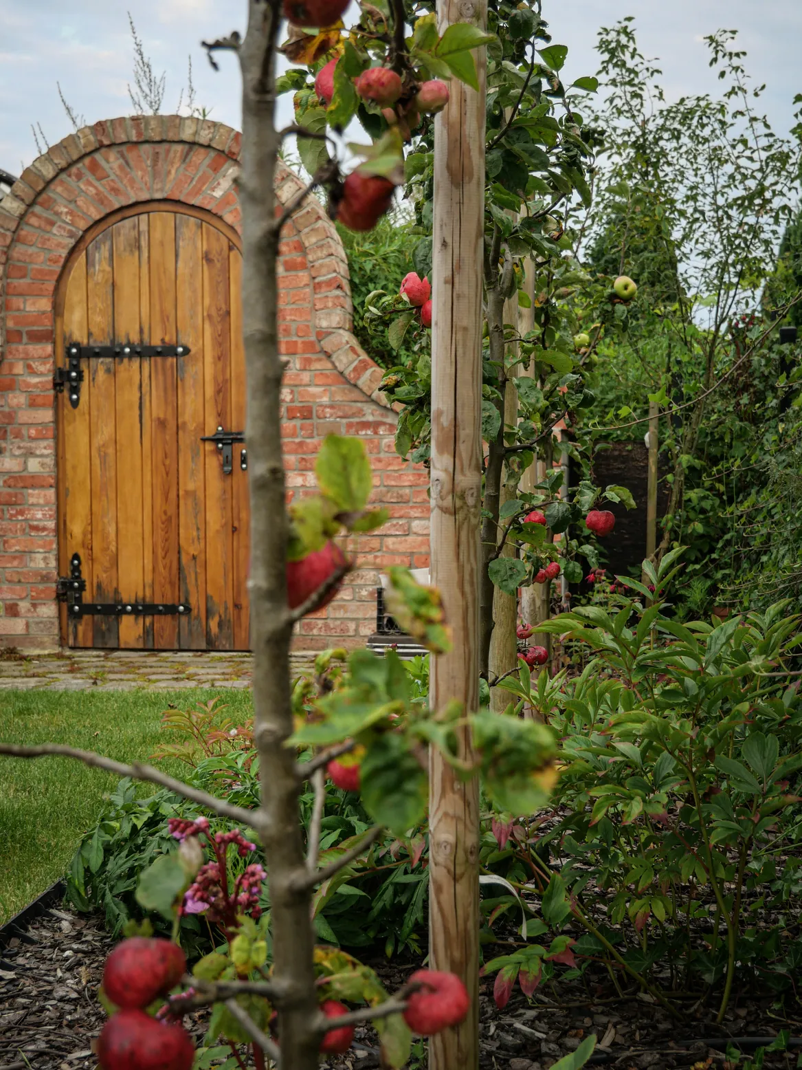 Jabłonie kolumnowe na rabacie z piwoniami. Strefa uprawna, ziemianka.