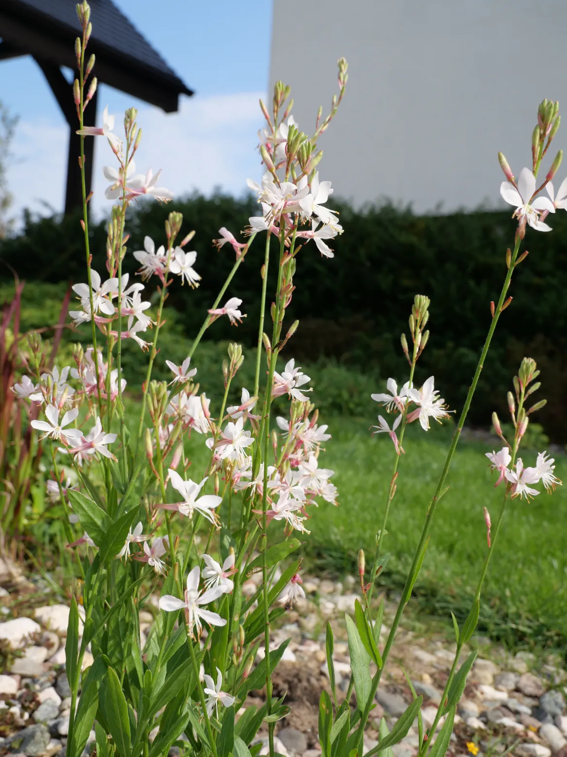 Gaura.
