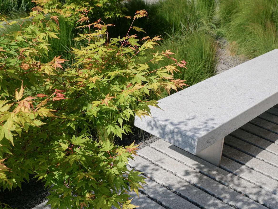 Klon palmowy przy kamiennej ławce.