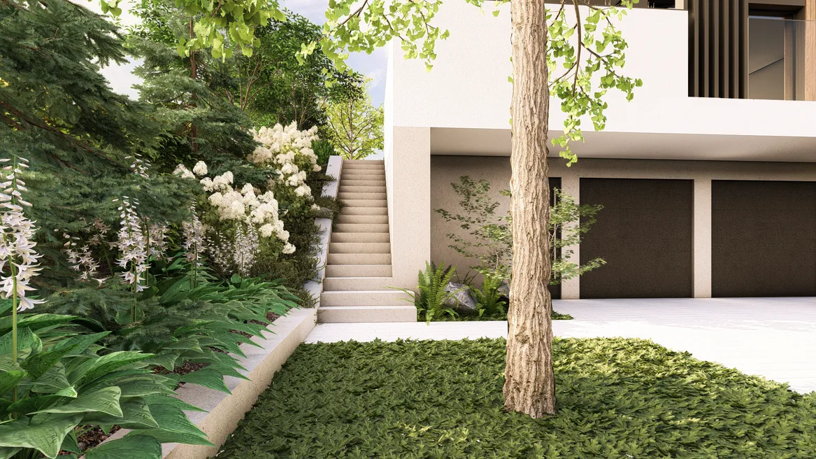 Miłorząb dwuklapowy na rabacie zadarnioną runianką japońską. Schody prowadzące na taras. Skarpa porośnięta hortensjami, suchodrzewami i funkiami.