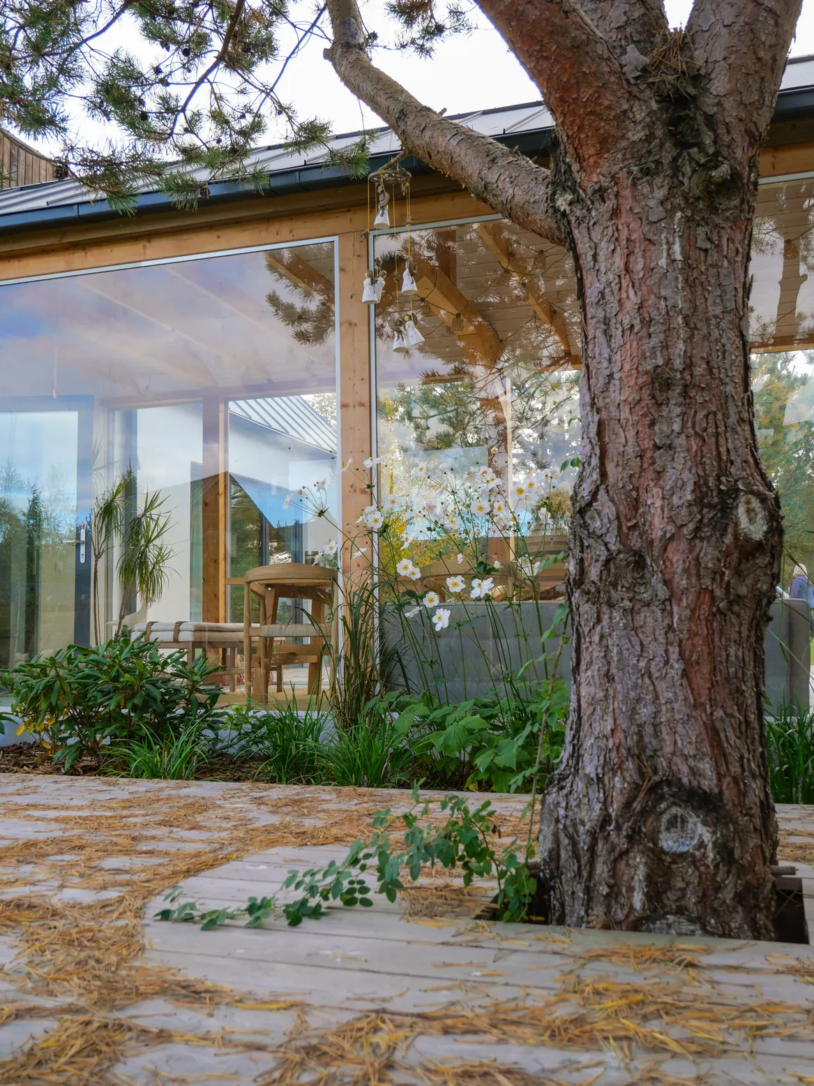 Tylny taras z wycięciem na sosnę, szklany łącznik między dwoma bryłąmi domu. W tle anemon.
