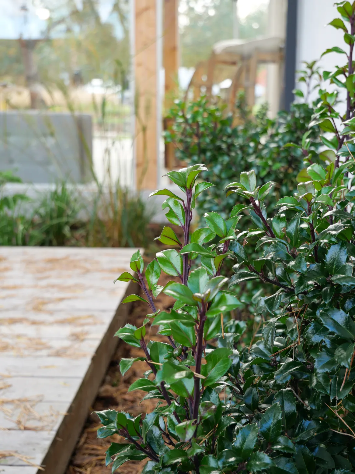 Ostrokrzew przy tarasie