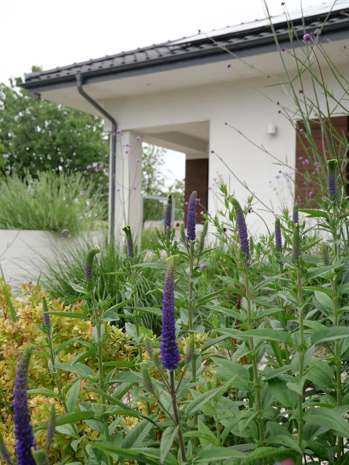 Rabata przed wejściem do domu, przetacznik kłosowy.