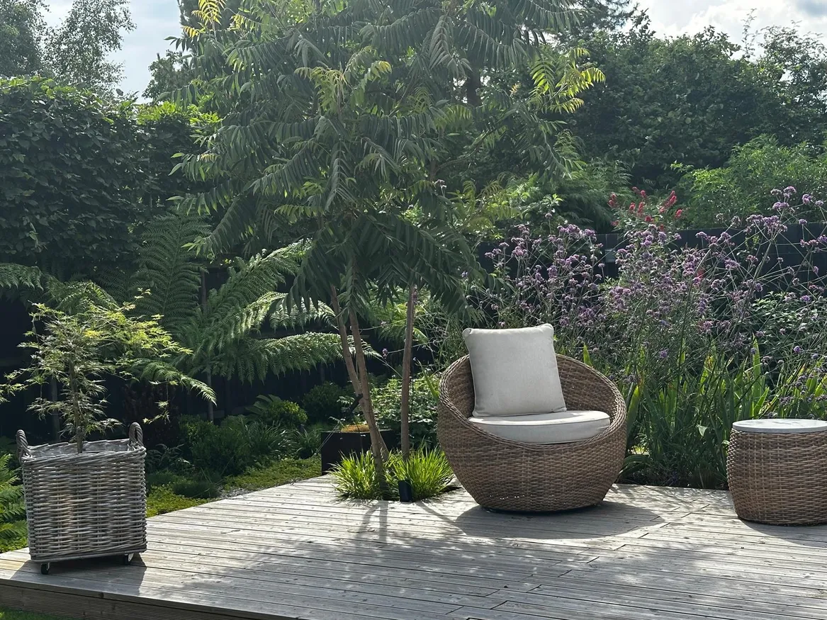 Fragment tarasu z wnęką na drzewo wielopienne, z tyłu rabata z werbeną patagońską i paprocie drzewiaste.