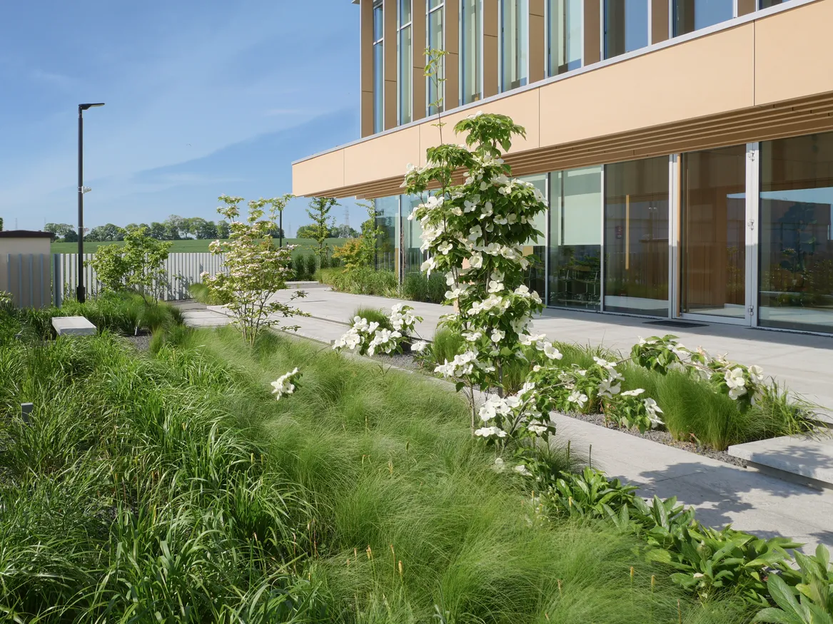 Nasadzenia z ciemiernikami, dereniem Kousa i trawami przed nowoczesnym biurowcem