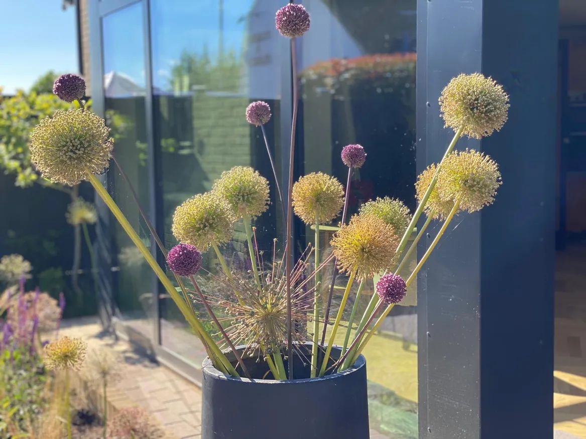 Bukiet z wysuszonych kwiatów czosnków olbrzymich.