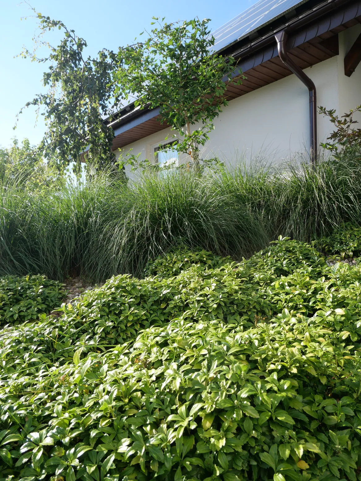 Skarpa porośnięta runianką i trawami.