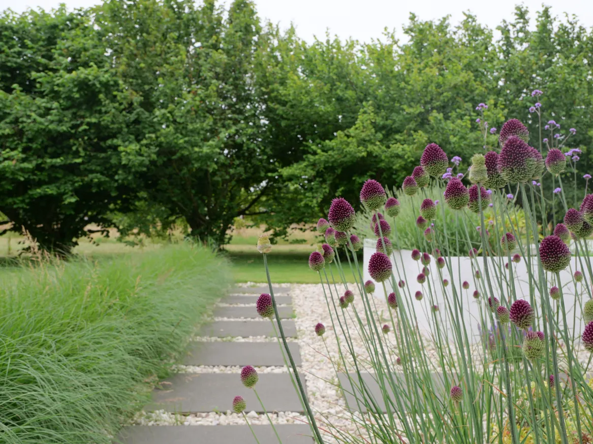 Ścieżka z szarych płyt betonowych, obok skrzynie na warzywa. Rabata z rozplenicą i czosnkami główkowatymi.