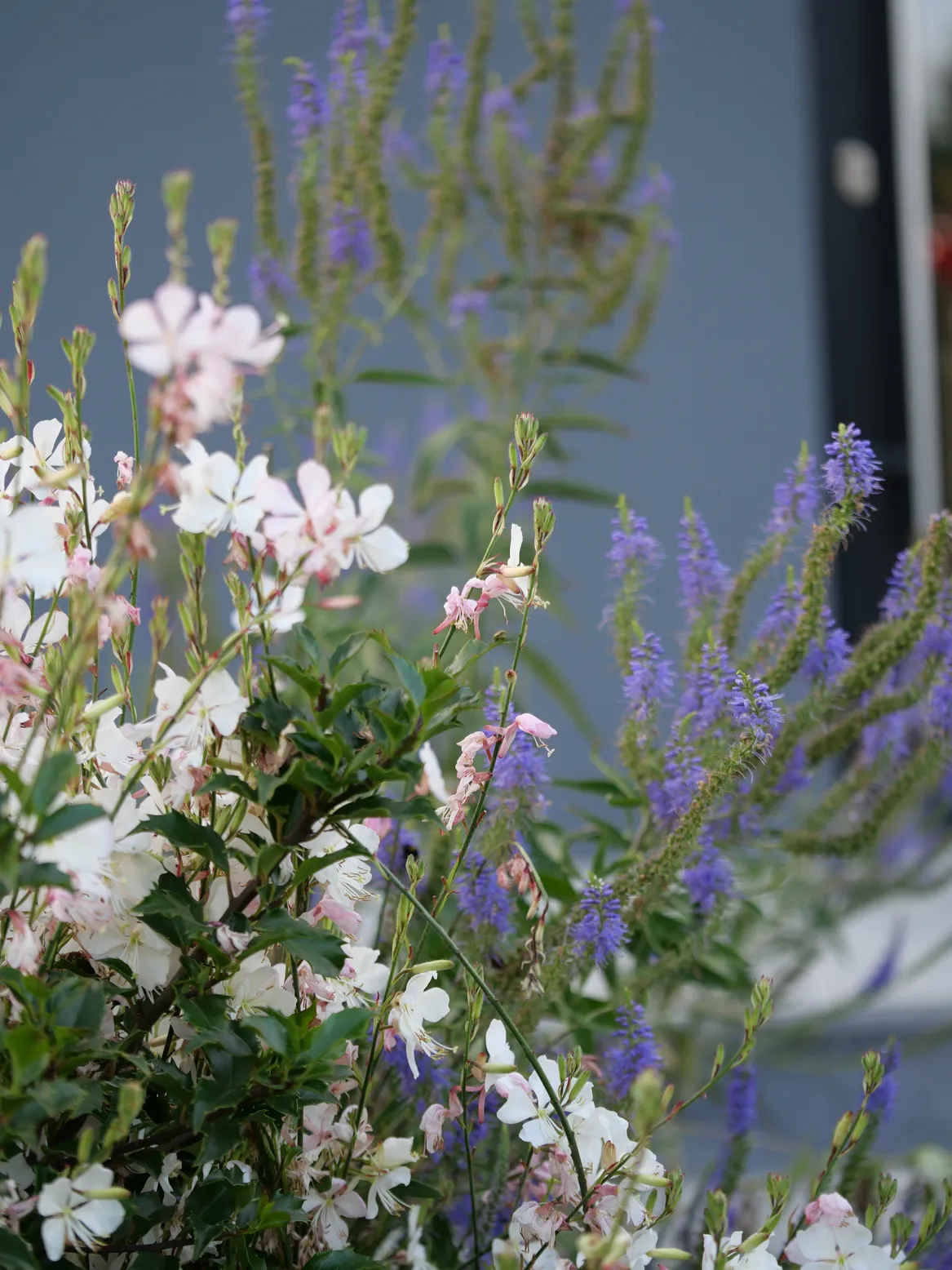 Gaura i przetacznik.