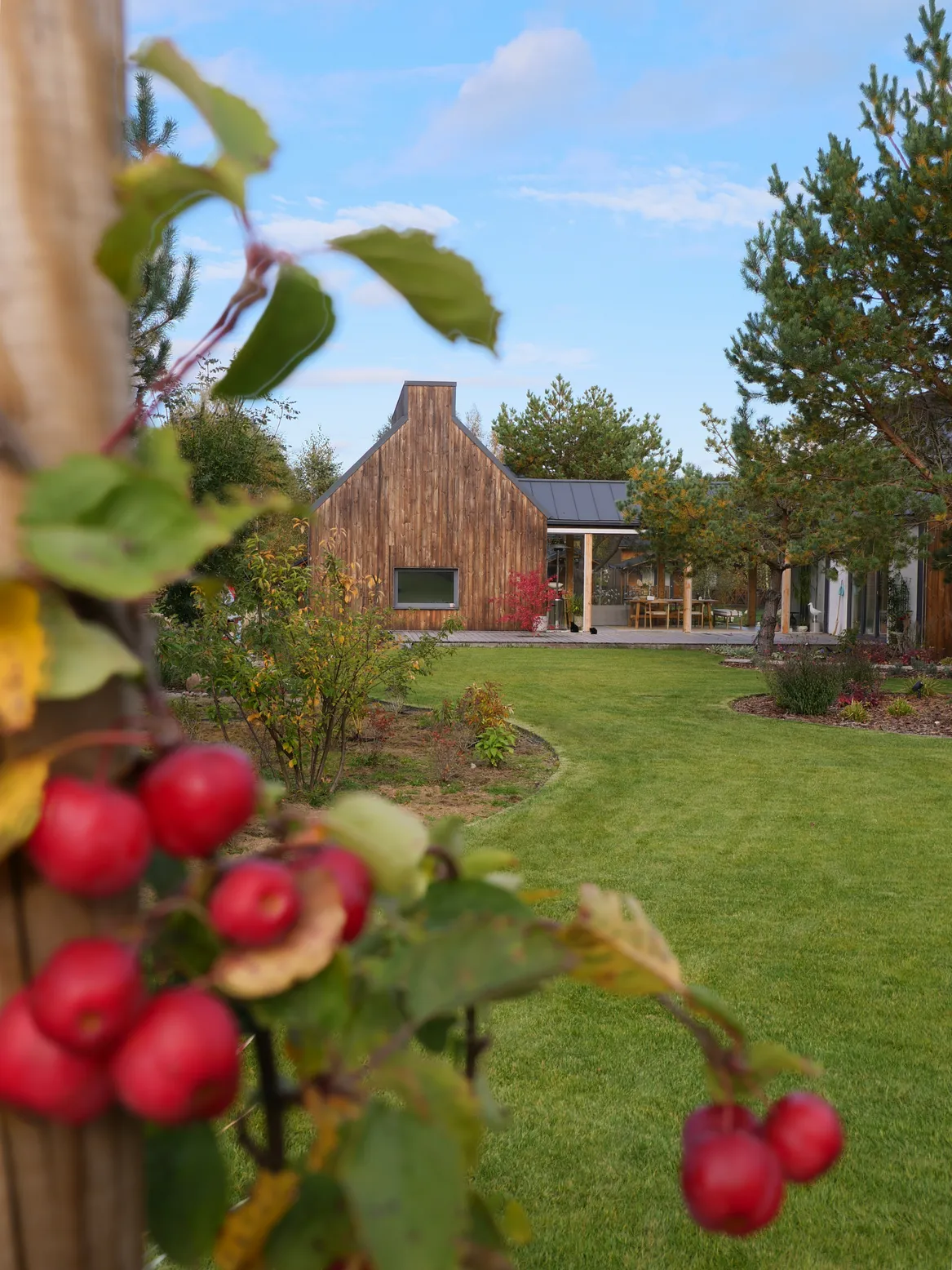 Główny trawnik przedogródka. Swobodne kształty. Rajska jabłoń.