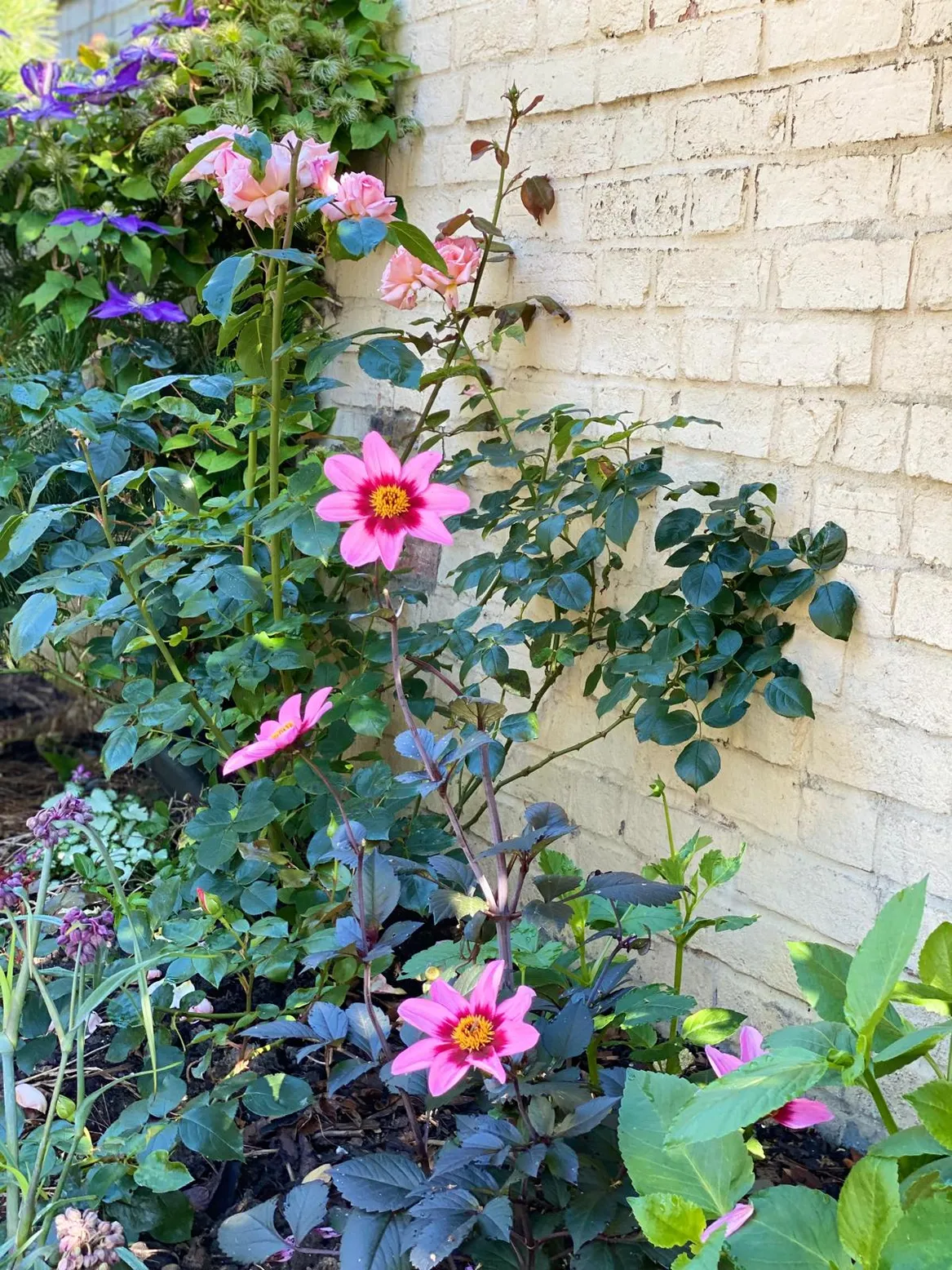 Rabata angielska mieszana z różą i dalią.