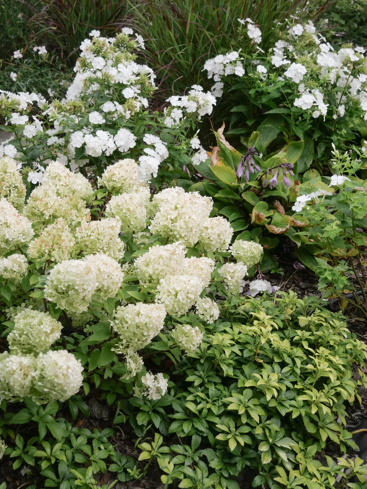 Rabata krzewiasto-bylinowa. Proso w tle.