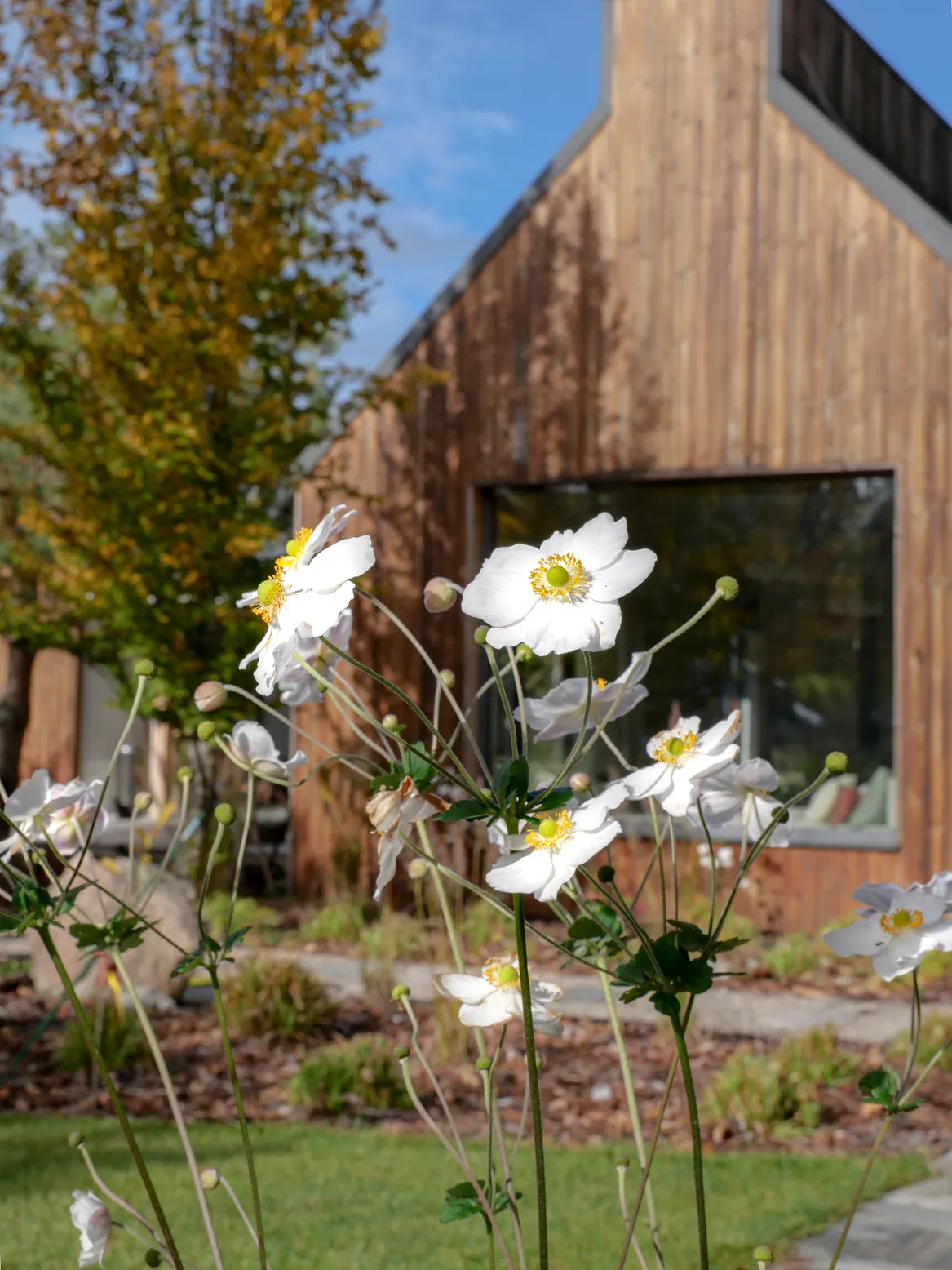 Zawilec jesienny na tle nowoczesnego domku letniskowego w Lubiatowie.