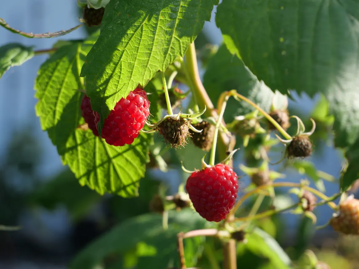 W ogrodzie nie mogło zabraknąć też malin.