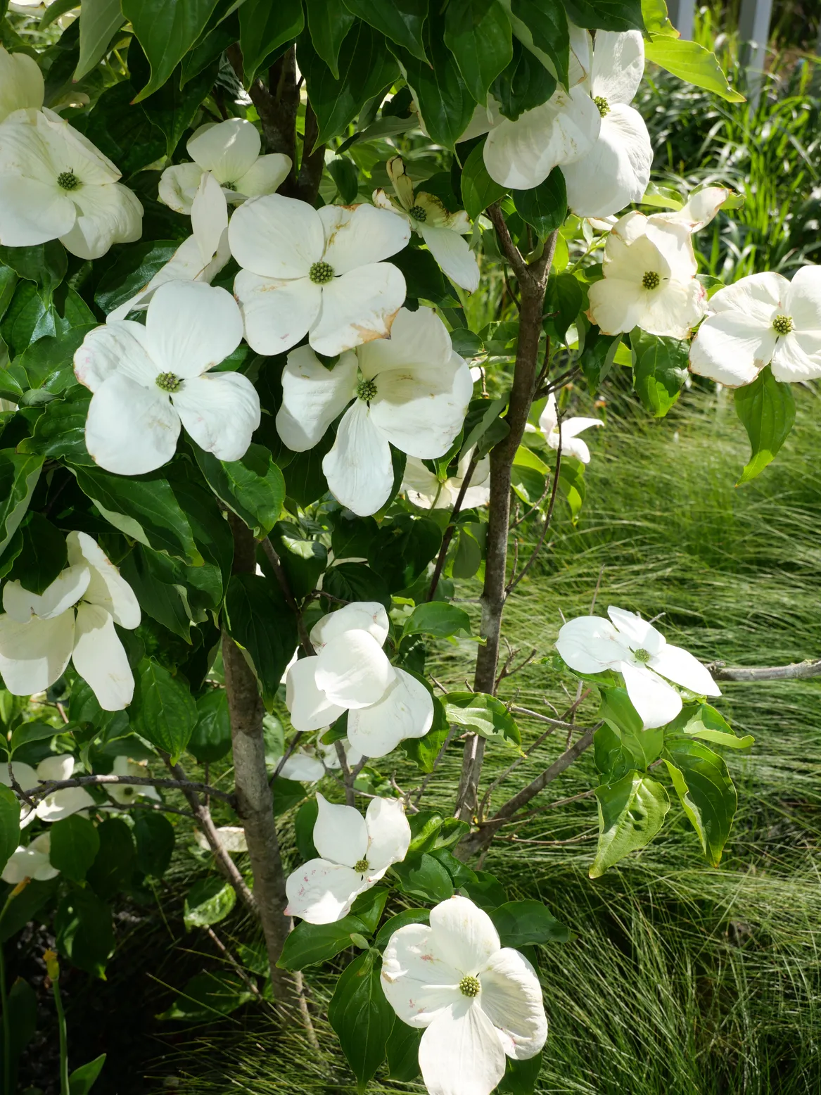 Zbliżenie na kwiaty derenia Cousa Venus.