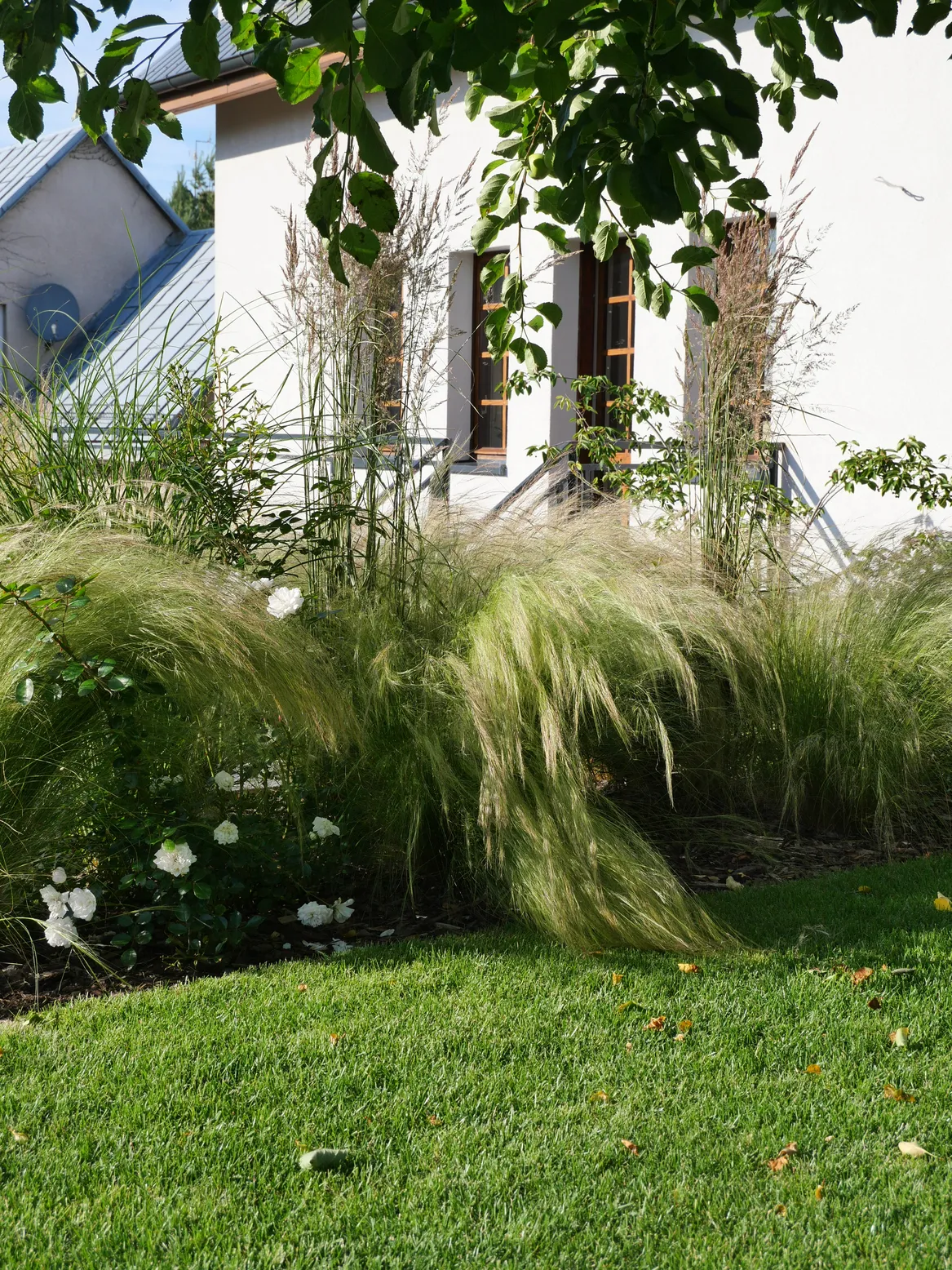 Rabata ze stipą, trzcinnikami i różami.