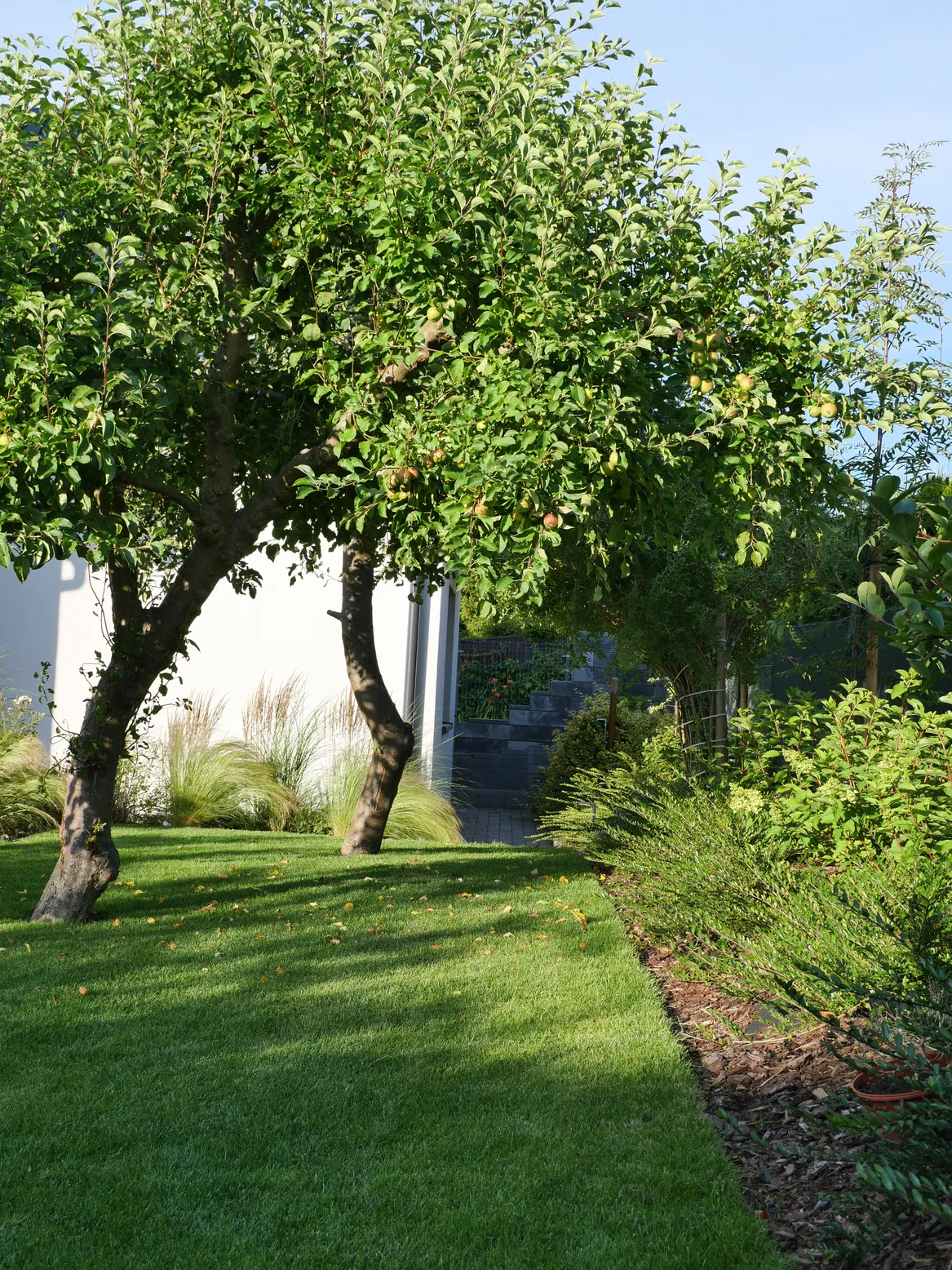 Wiekowe jabłonie na nowym trawniku z rolki.