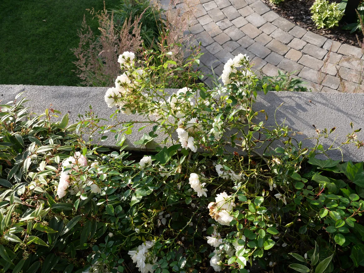 Biała róża okrywowa na skarpie.