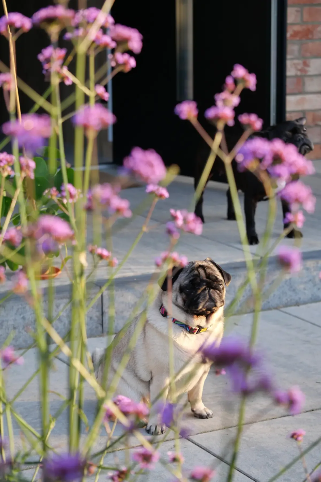 Indywidualne projekty ogrodów