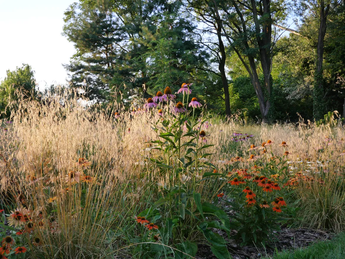 Śmiałek darniowy i jeżówki. Ogród nad rzeką w Sochaczewie.