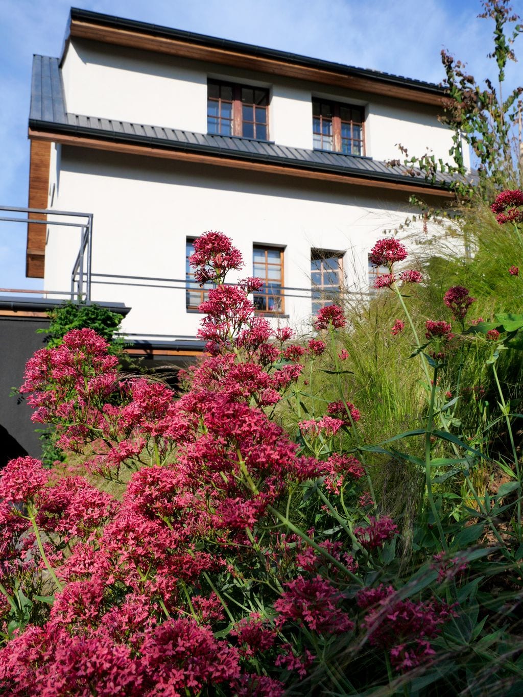 Ostrogowiec czerwony na tle domu z białą elewacją wykończoną drewnem