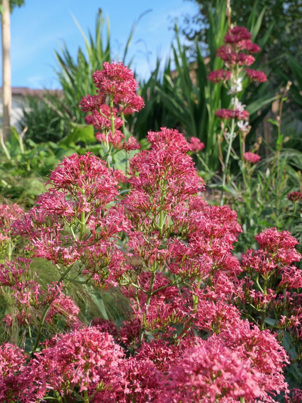 Ostrogowiec czerwony na tle innych nasadzeń