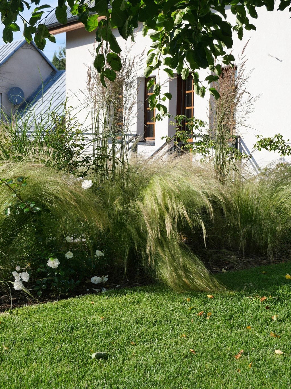 Trawnik i rabata z trawami ozdobnymi i białymi różzami