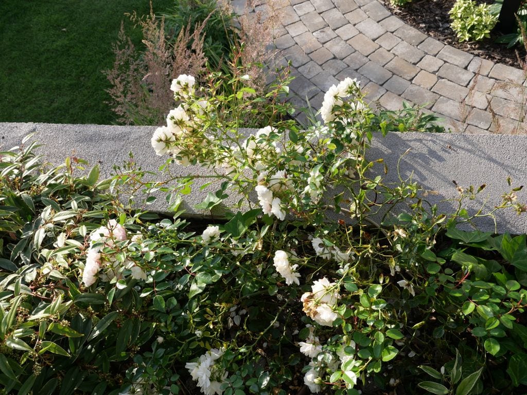 Białe róże okrywowe przy murze oporowym