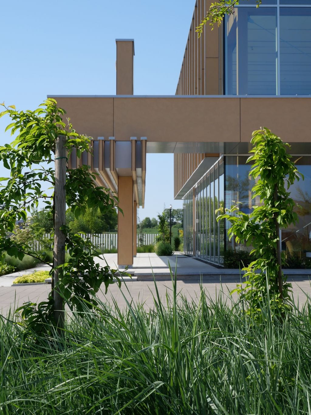 Wydmuchszyca piaskowa, rajskie jabłonie. W tle wejście do biurowca.