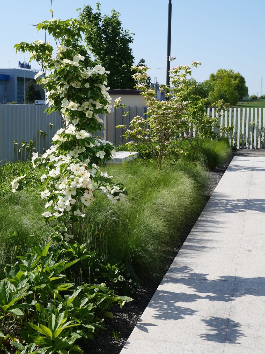 Derenie Kousa w części frontowej.